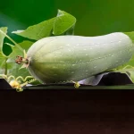 aegyptiaca-cylindrica-luffa-esponja-natural