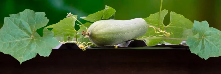 aegyptiaca-cylindrica-luffa-esponja-natural