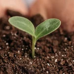 Luffa esponja natural biodegradable