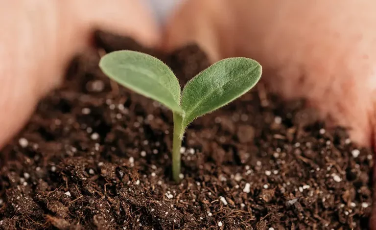 Luffa esponja natural biodegradable